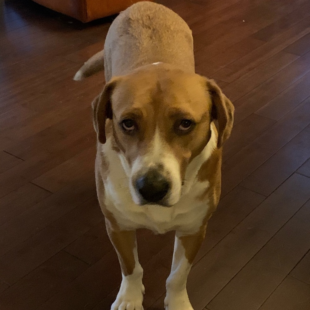 Meet your Posher, Robert